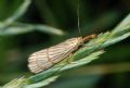 Chrysocrambus linetella = cassentiniellus